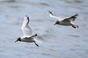 Two flying black-headed gulls in french Brittany