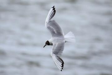 Isolated flying black-headed gull in french Brittany