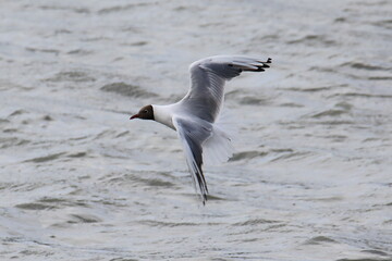 Isolated flying black-headed gull in french Brittany