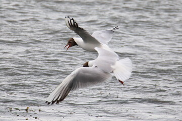 Two flying black-headed gulls in french Brittany