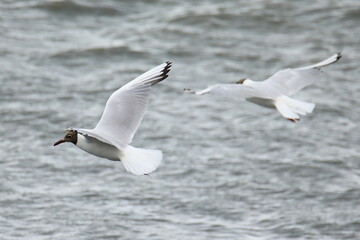 Two flying black-headed gulls in french Brittany