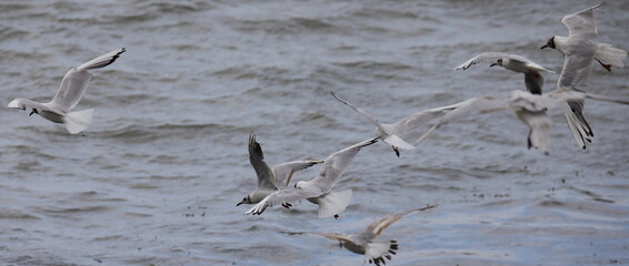 Flying black-headed gulls in french Brittany