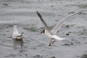 Two flying black-headed gulls in french Brittany