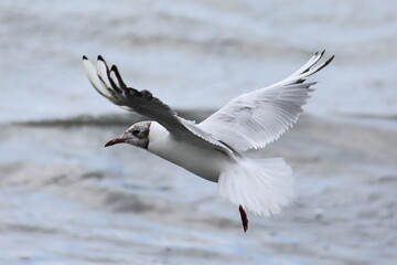 Isolated flying black-headed gull in french Brittany