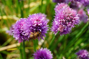 Primer plano de abeja polinizando flor de cebollino