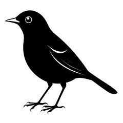 Nightingale vector clean black silhouette design white background