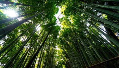Lush bamboo forest canopy (1)