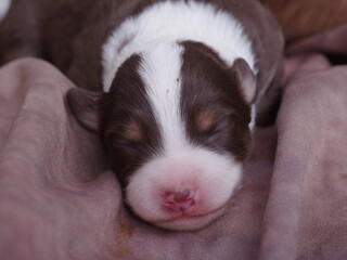 Puppy is sleeping on a blanket