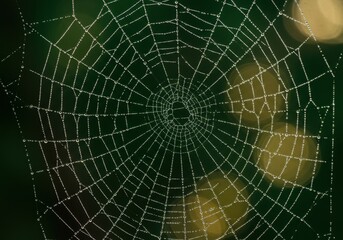 Fototapeta premium Dew-Kissed Spiderweb A Nature's Masterpiece