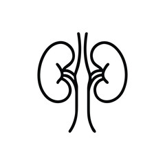 Vector illustration of human kidney. Editable strokes. 