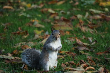 Cute Squirrel Standing on Grass in Autumn Leaves Scene