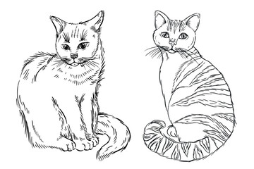 Vector illustrations of a cat and a cat, a fluffy cat and a striped, all the objects are hand-drawn with ink. The illustration is suitable for coloring, printing on cat food packaging, on fabric.
