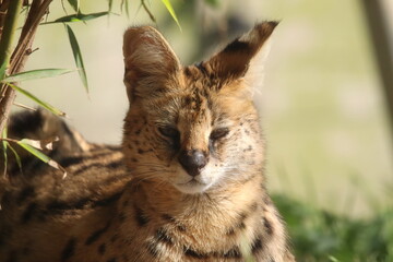 Close-Up of a Serval Cat Enjoying Sunlight in a Natural Habitat