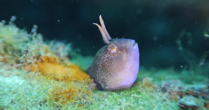 Small blenny fish belonging to the family Blenniidae, scientific name is Blennius sanguinolentus inhabitants of coral reefs, Red Sea, Black Sea. Close-up poking its head out from a hole and breathing