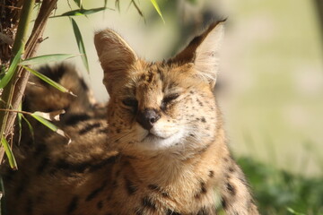 Close-Up of a Serval Cat Enjoying Sunlight in a Natural Habitat