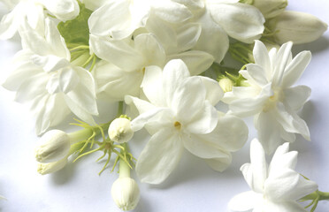 jasmine white background