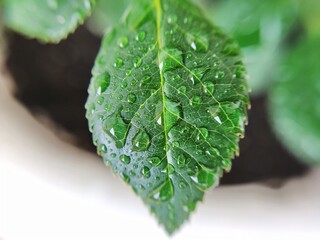 Rose leaves with water drops close-up