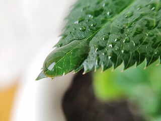 Rose leaves with water drops close-up