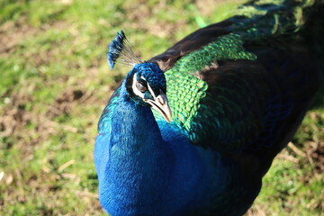 Obraz premium Close-Up of a Vibrant Peacock in Natural Lighting