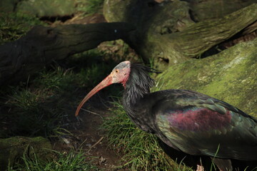Northern Bald Ibis in Woodland Habitat with Vibrant Feathers and Long Beak