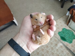 Syrian hamster in hand of the owner