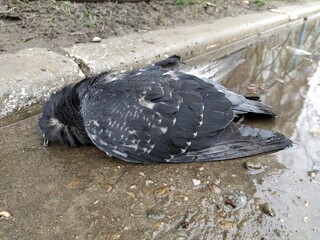 Dead dove on a ground in a puddle