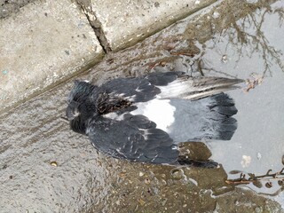 Dead dove on a ground in a puddle