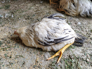 Dead chicken in the yard