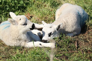 Pair of Adorable Newborn Lambs Resting Together in a Sunlit Pasture