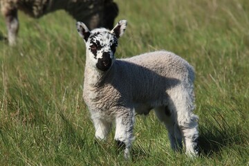 Obraz premium Close-Up of a Young Lamb with Spotted Face in a Green Field