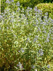 (Caryopteris clandonensis) Bushy shrub of Bluebeard adorned with light blue flowers arranged around...
