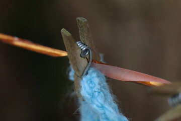 Close-Up of a Wooden Clothespin Holding Yarn on a Clothesline