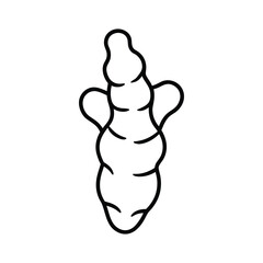 outline ginger root on a white background 