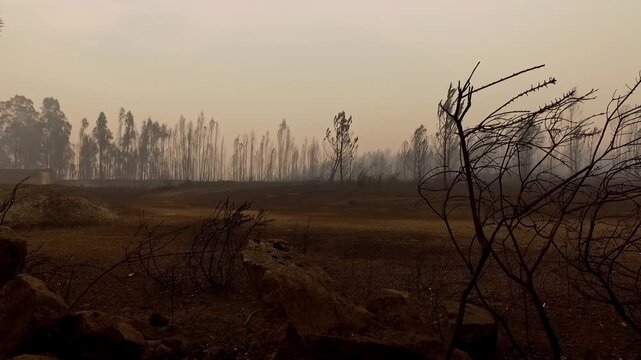Leafless branches over scorched soil in a barren field after the Pedrogao Grande wildfire