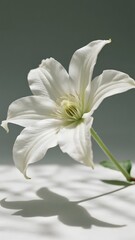 Obraz premium Minimalist Floral Aesthetic with Elegant Botanical Elements