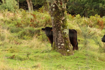 black cow in the woods