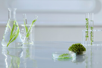 Transparent laboratory glassware with leafy stems and a moss ball, creating a fresh, eco-inspired science photography scene.