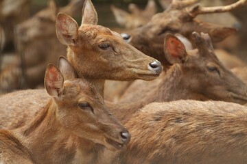 a pair of Timor deer are seen resting with the herd
