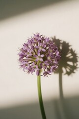 Obraz premium Minimalist Floral Aesthetic with Elegant Botanical Elements