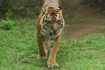 A Sumatran tiger is seen walking in the grass while looking ahead.
