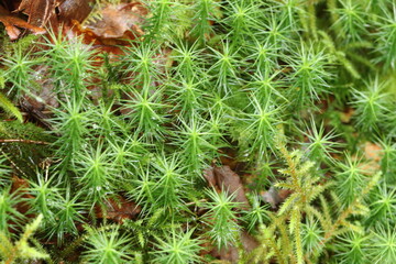 close up of a pine needles