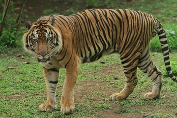 Side view of a sumatran tiger standing in the grass looking ahead