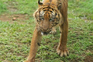 A Sumatran tiger is seen walking around in the bushes while looking ahead