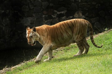 side view of a bengal tiger walking in the grass