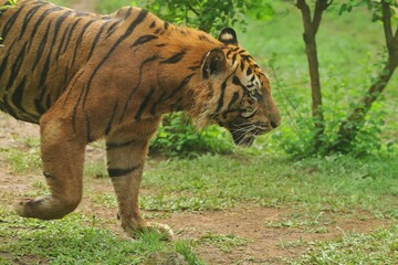 a sumatran tiger is seen walking around in the bushes