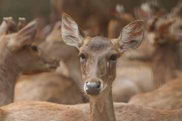 portrait of Timor deer resting while looking ahead