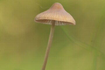 mushroom in the grass