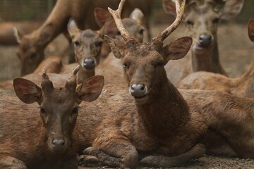 portrait of Timor deer resting while looking ahead