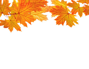 Maple branches  with colorful leaves isolated on white background.