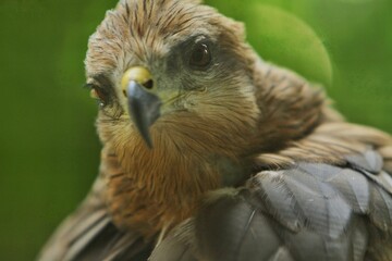 close up of a migrant milvus